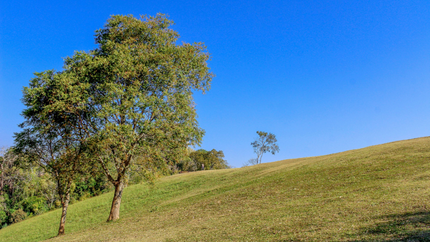 Abbildung Wiese mit Baum und blauem Himmel im Hintergrund 