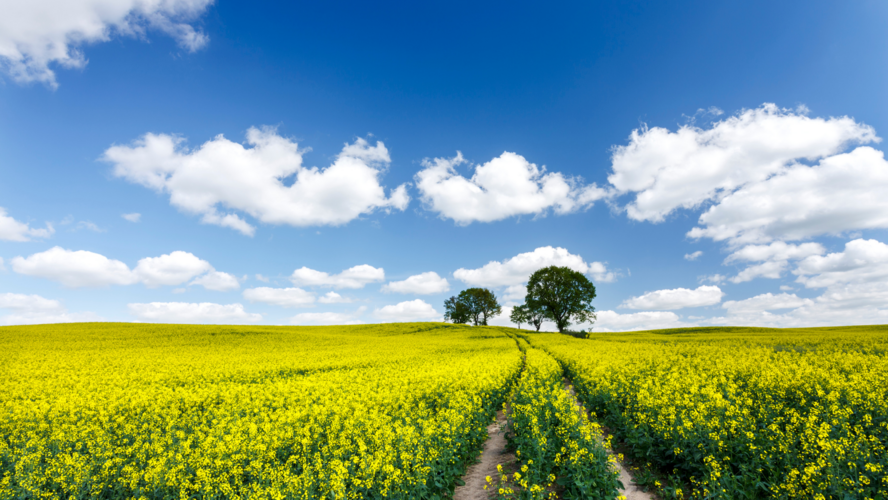 Abbildung Wiese mit gelben Blumen im Hintergrund stehen Bäume und ein heller blauer Himmel mit Wolken