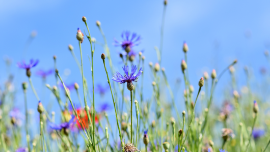Abbildung Wildblumen mit blauem Himmel im Hintergrund