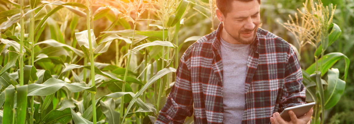Abbildung ein Mann steht in einem Maisfeld 