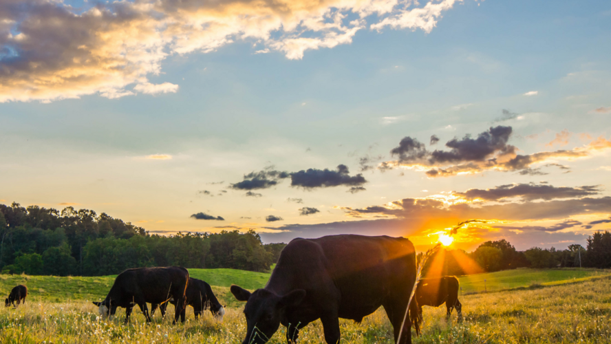 Abbildung Kühe stehen auf der Weide im Sonneuntergang 