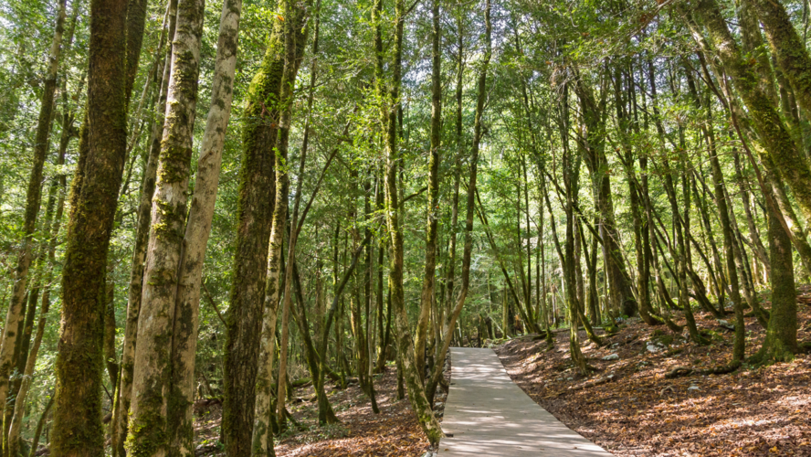 Abbildung Waldweg mit hohen Baumstämmen