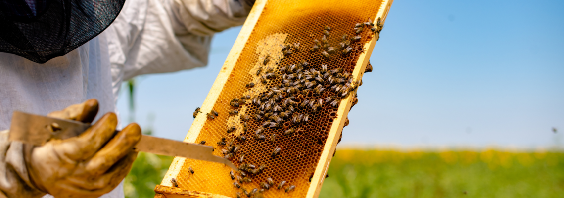 Abbildung ein Imker schabt Honig vom Honigkastengitter