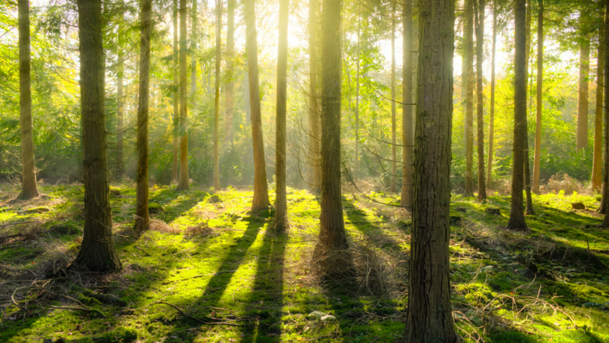 Abbildung Wald mit Bäumen und Sonnenstrahlen 