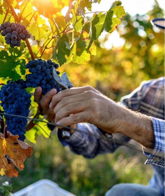 Abbildung Person erntet Weintrauben in einem Rebstock Feld