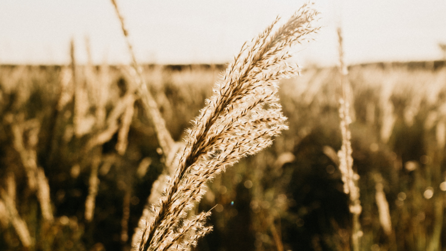 Abbildung Getreide auf einem Feld 