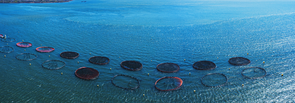 Abbildung Fischnetze die im Wasser liegen