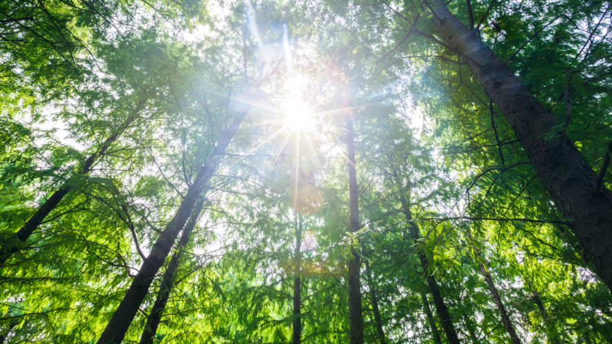 Abbildung hohe Bäume im Wald und Sonnenstrahlen 