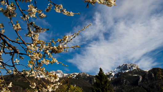 Abbildung Blütenzweige mit Bergen, Bäumen und blauem Himmel im Hintergrund