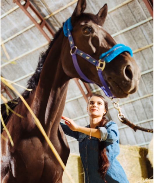 Abbildung Frau steht neben braunem Pferd mit Zügel in einer Reithalle