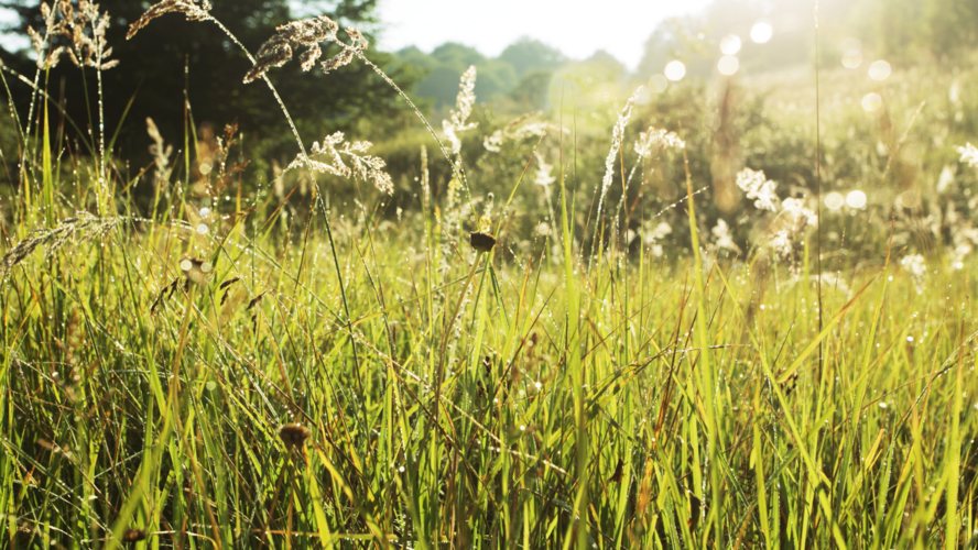 Abbildung Wiese mit hohem Gras und Sonnenstrahlen 