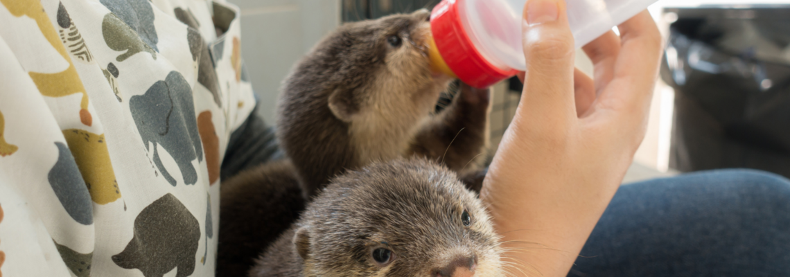 Abbildung zwei Otter werden mit einer Flasche gefüttert 