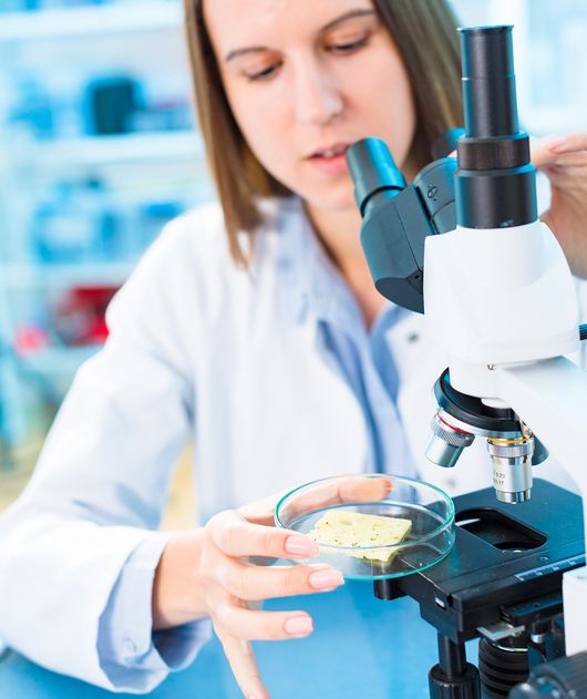 Abbildung Frau untersucht eine Stück Käse in einer Petrischale unter einem Mikroskop