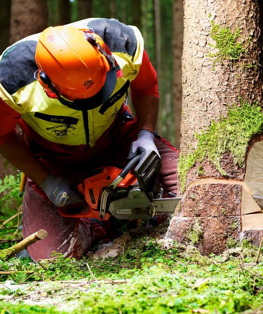 Abbildung Mann im Forstanzug und Helm, der einen Baum mit der Motorsäge einschneidet